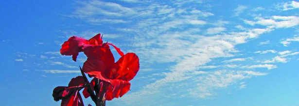 Rote Blumen vor blauem Himmel und Bergen in Nepal