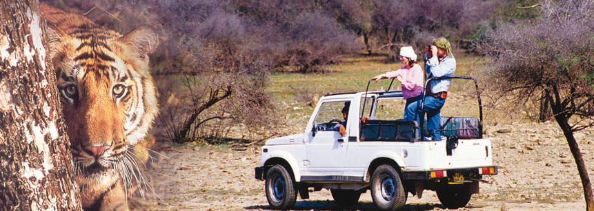 Jeep Safari mit Tiger Sichtung im Ranthambore Nationalpark in Indien