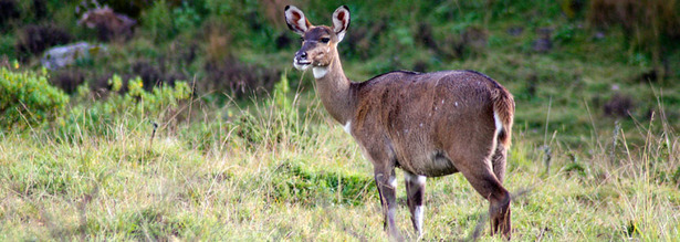 Weibliche Antilope in Äthiopien