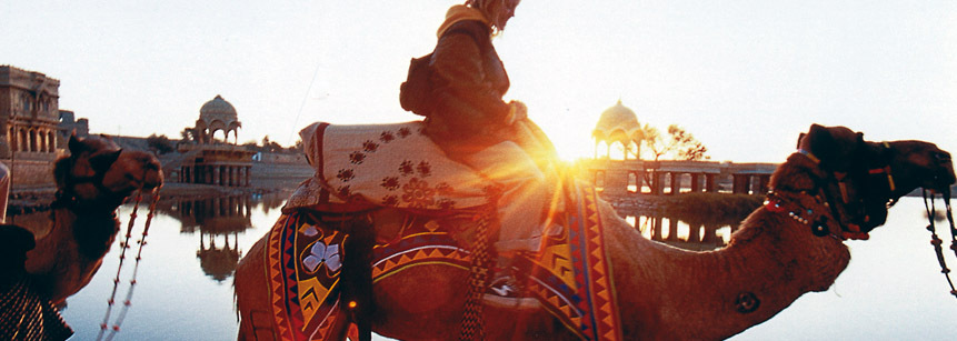 Kamele im Sonnenuntergang in Jaipur in Indien