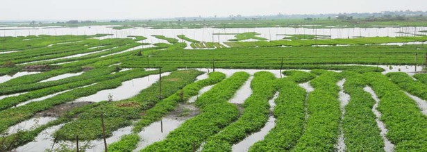 Reisfelder am Tonle Sap See in Kambodscha