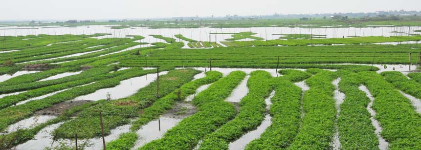 Reisfelder am Tonle Sap See in Kambodscha