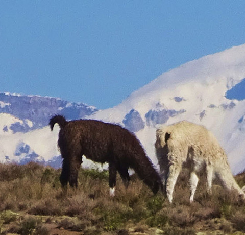 Wanderung im Altiplano auf Peru Reise