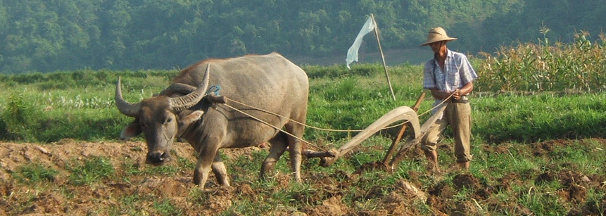 Burmesischer Bauer mit seinem Wasserbüffel bei der Feldarbeit in Myanmar