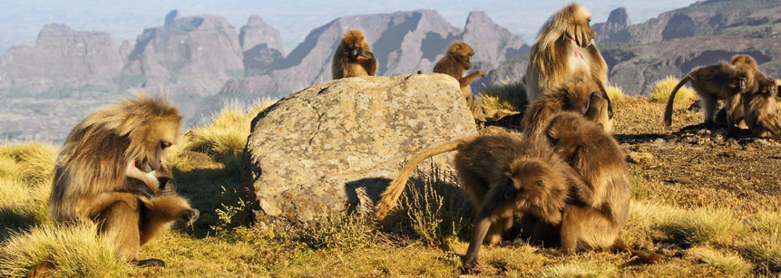 Affen in einer Felslandschaft auf Äthiopien Gruppenreise