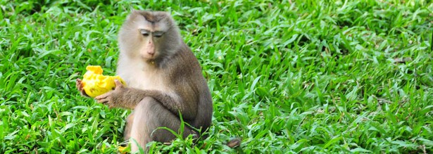 Affe mit einer Mango an einem Reisfeld in Laos