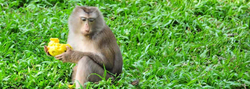 Affe mit einer Mango an einem Reisfeld in Laos