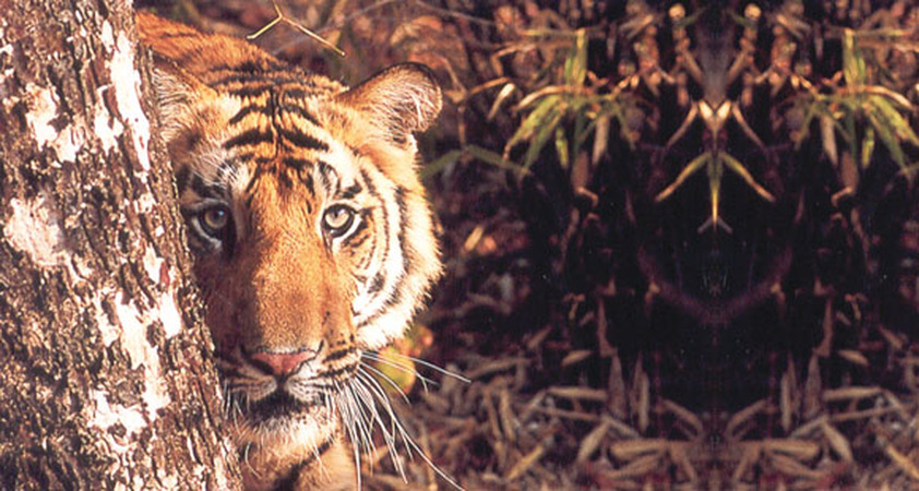 Tiger hinter einem Baum im Ranthambore Nationalpark auf einer Indien Reise