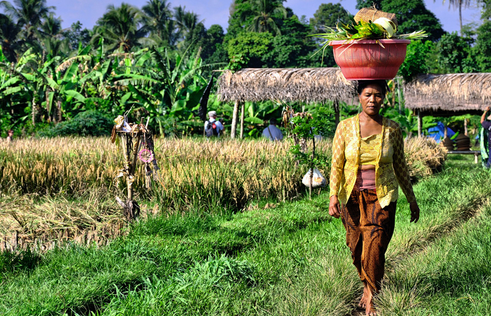 Arbeiterin auf einem Reisfeld - Indonesien