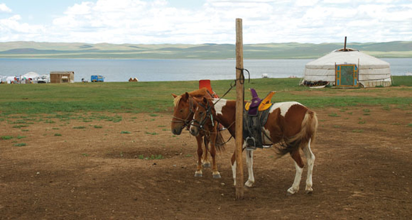 Pferdetrek in der mongolischen Steppe
