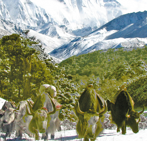 Trekking Lodge und Yak Herde im Everest Gebiet auf einer Nepal Reise
