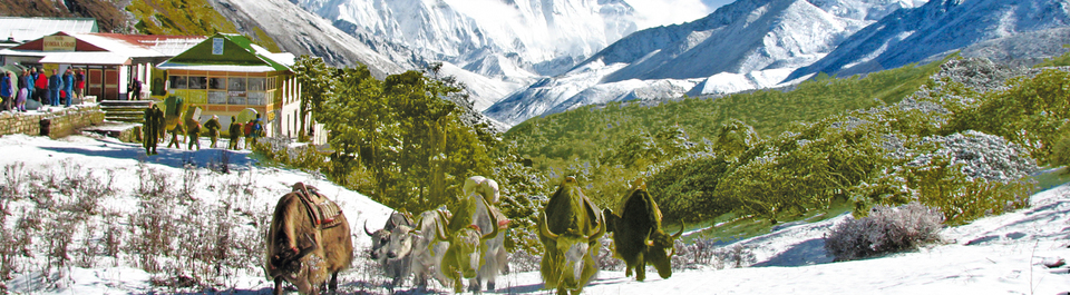 Trekking Lodge und Yak Herde im Everest Gebiet auf einer Nepal Reise