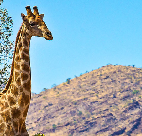 Giraffe auf einer Namibia Rundreise, die vor einem Baum steht