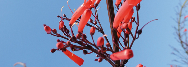Rote Blüte vor strahlend blauem Himmel auf einer Nepal Reise
