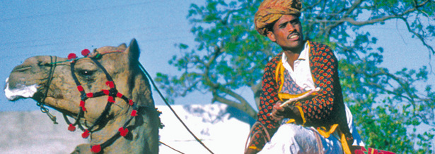 Geschmücktes Kamel mit Reiter in Jaisalmer in Indien