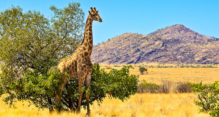 Giraffe an einem Baum in Namibia in steppenhafter Landschaft mit Hügeln im Hintergrund