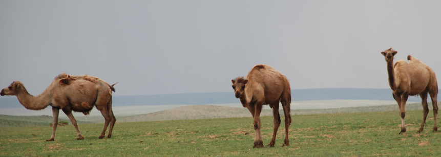 Unsere schaukelnden Fortbewegungsmittel - auf Kamelen reiten wir an einigen Tagen unserer Mongolei Rundreise durch die Steppe