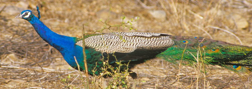 Pfau Männchen im Keoladeo Nationalpark in Indien
